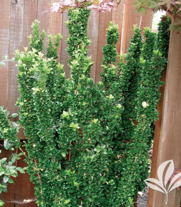 Euonymus japonica Green Spire (Green Spire Euonymus)
