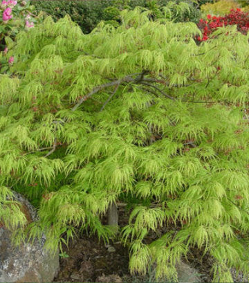 Acer palmatum dissectum 'Viridis' (Green Threadleaf Weeping Japanese Maple)
