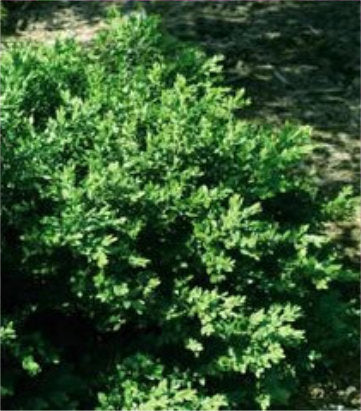 Buxus microphylla var. japonica Green Velvet (Green Velvet Boxwood)