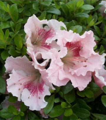Azalea 'Gumpo Pink' (Gumpo Pink)