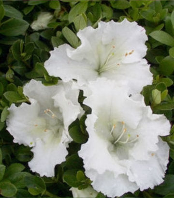 Azalea 'Gumpo White' (Gumpo White)