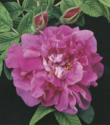 Rosa rugosa 'Hansa' (Hansa Landscape Shrub Rose)