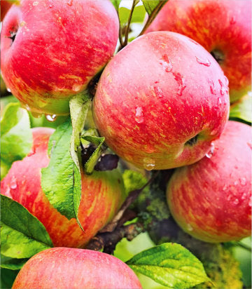 Malus domestica 'Haralson' (apple)