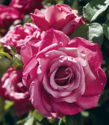 Rosa 'Heirloom' (Heirloom Rose)