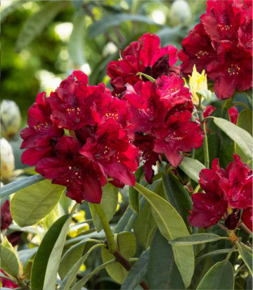 Rhododendron cat. 'Henry's Red' (Henry's Red Rhododendron)