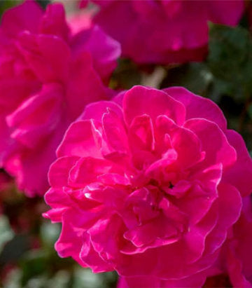 Rosa Highwire Flyer™; (Highwire Flyer™; Climbing Rose)