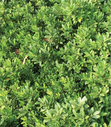 Ilex crenata Hoogendorn (Hoogendorn Japanese Holly)