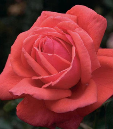 Rosa 'Fragrant Cloud' (Hybrid Tea Rose)