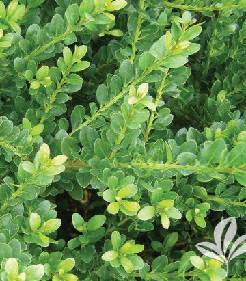 Ilex crenata 'Compacta' (Compact Japanese Holly)