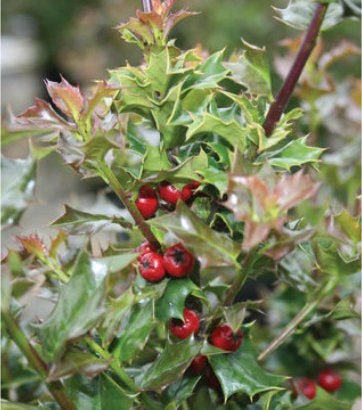 Ilex X Red Beauty™; (Red Beauty Holly)