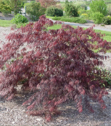 Acer palmatum dissectum 'Inaba Shidare' (Inaba Shidare Weeping Japanese Maple)