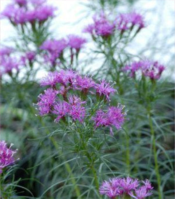 Vernonia lettermannii Iron Butterfly (Iron Butterfly Narrow-leaf Ironweed)