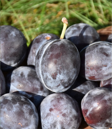 Prunus domestica 'Italian' (Italian Prune)