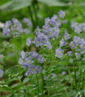 Polemonium reptans (Jacob's Ladder)