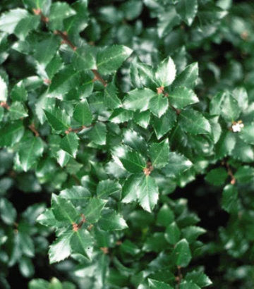 Ilex verticillata Jim Dandy (Jim Dandy Winterberry)