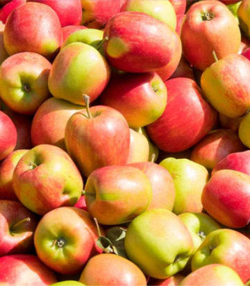 Malus domestica 'Jonagold' (Jonagold Apple)