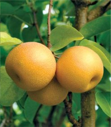 Pyrus Juicy Jewel® (Juicy Jewel® Asian Pear)