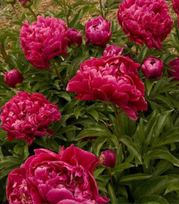Paeonia Karl Rosenfield (Karl Rosenfield Double Peony)
