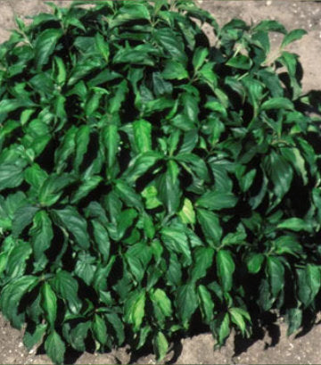 Cornus sericea Kelseyi (Kelsey Dwarf Dogwood)