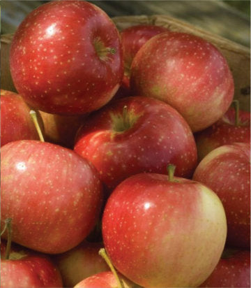 Malus 'Kinderkrisp' (apple)