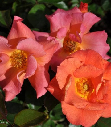 Rosa Firecracker Kolorscape® (Firecracker Kolorscape® Rose)