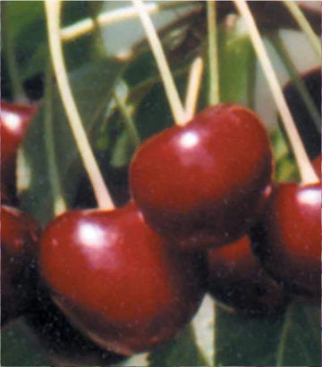 Prunus X Lapins (Lapins Sweet Dark Cherry)