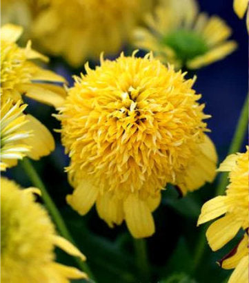 Echinacea Sunny Days™; Lemon (Lemon Coneflower)