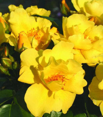 Rosa Lemon Fizz Kolorscape® (Lemon Fizz Kolorscape® Rose)