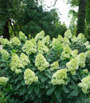 Hydrangea pan. Limelight Prime® (Limelight Prime® Panicle Hydrangea)