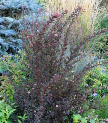 Physocarpus opulifolius Little Devil™; (Little Devil Common Ninebark)