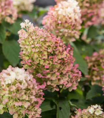 Hydrangea pan. Little Hottie® Panicle Hydrangea (Little Hottie® Panicle Hydrangea)