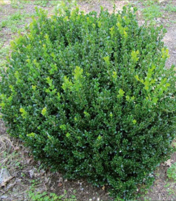 Buxus microphylla 'Little Missy' (Little Missy Boxwood)