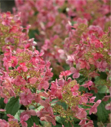 Hydrangea pan. Little Quick Fire® (Little Quick Fire® Panicle Hydrangea)