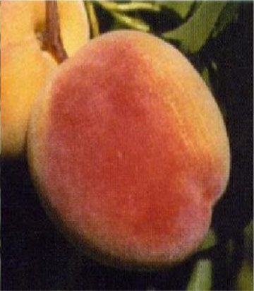 Prunus persica 'Loring' (Loring Peach)