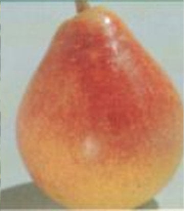 Pyrus 'Luscious' (Luscious Pear)