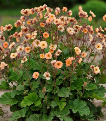 Geum Cocktail™; Mai Tai (Mai Tai Avens)