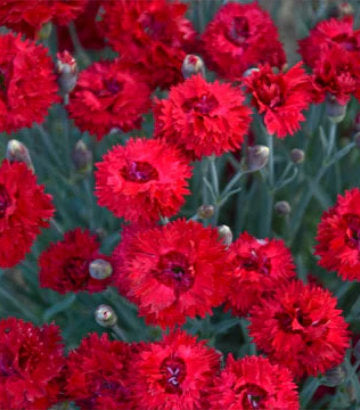 Dianthus hybrid Fruit Punch® Maraschino (Maraschino Pinks)