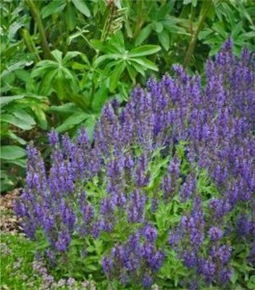 Salvia nemerosa Marcus™; (Marcus™; Meadow Sage)
