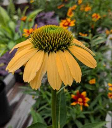 Echinacea purpurea 'Mellow Yellows' ('Mellow Yellows' Coneflower)