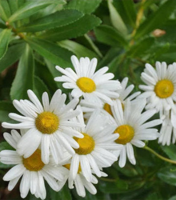 Nipponanthemum nipponicum (Montauk Daisy)