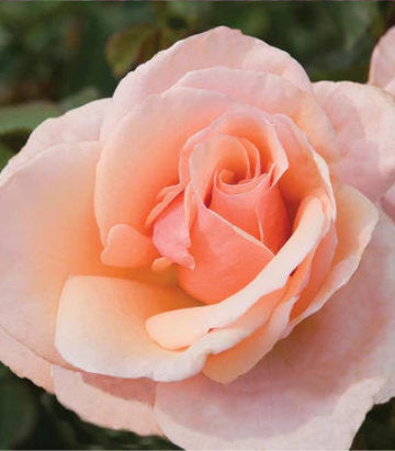 Rosa Mother of Pearl™; (Mother of Pearl™; Grandiflora Rose)