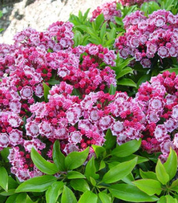 Kalmia lat. 'Yankee Doodle' (Mountain Laurel)