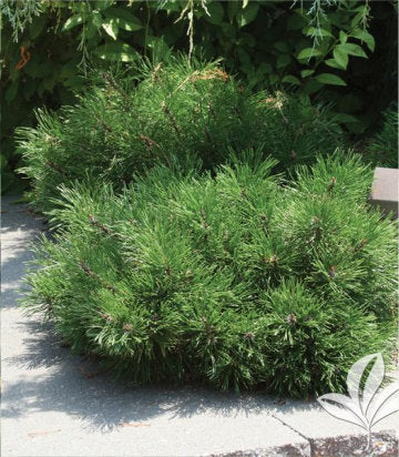 Pinus mugo Pumilo (Dwarf Mugo Pine)