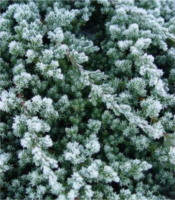 Juniperus procumbens 'Nana' (Dwarf Japanese Juniper)