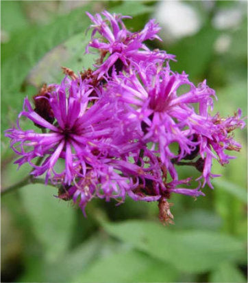 Vernonia noveboracensis (New York Ironweed)