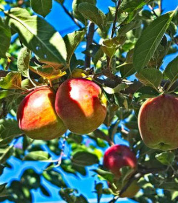 Malus domestica 'Northern Spy' (Northern Spy Apple)
