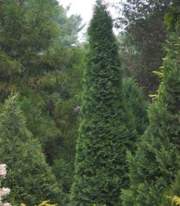 Thuja occidentalis North Pole® (North Pole® Arborvitae)
