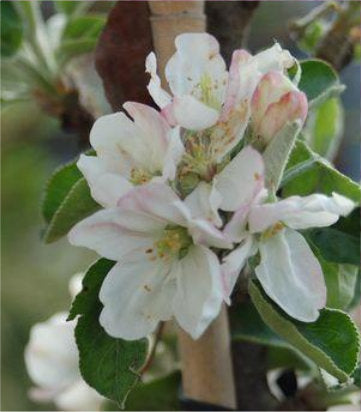 Malus X 'Northpole' (Northpole Columnar Apple)