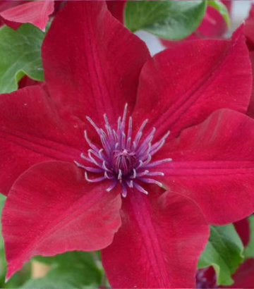 Clematis Nubia™; (Nubia™; Clematis)