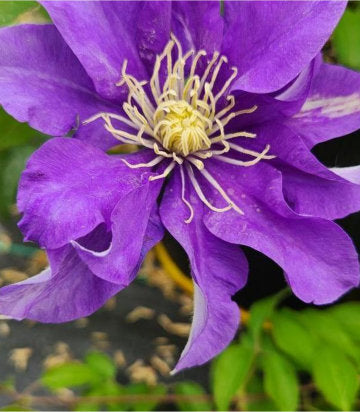 Clematis 'Olympia' (Olympia Vine)